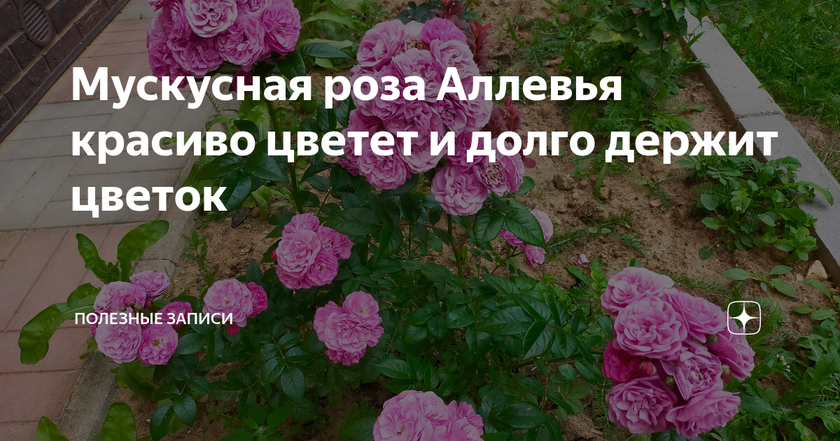 Роза аллевья