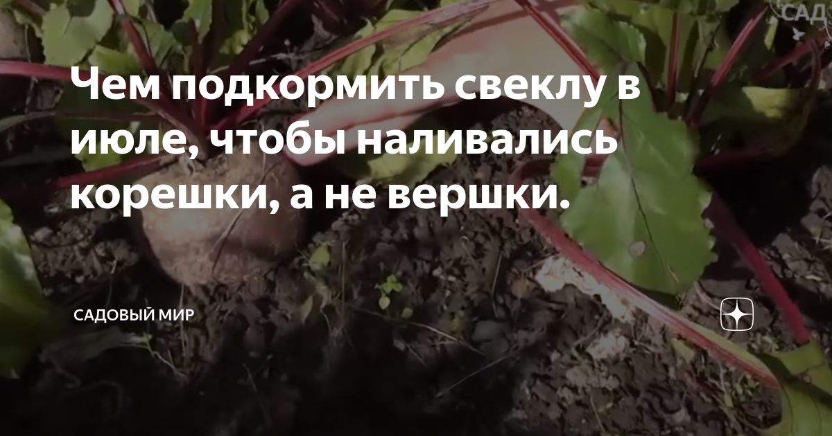 Подкормить свеклу в июле. Подкормка свеклы и моркови. Подкормка свеклы в открытом грунте. Подкормки для сладости свеклы.