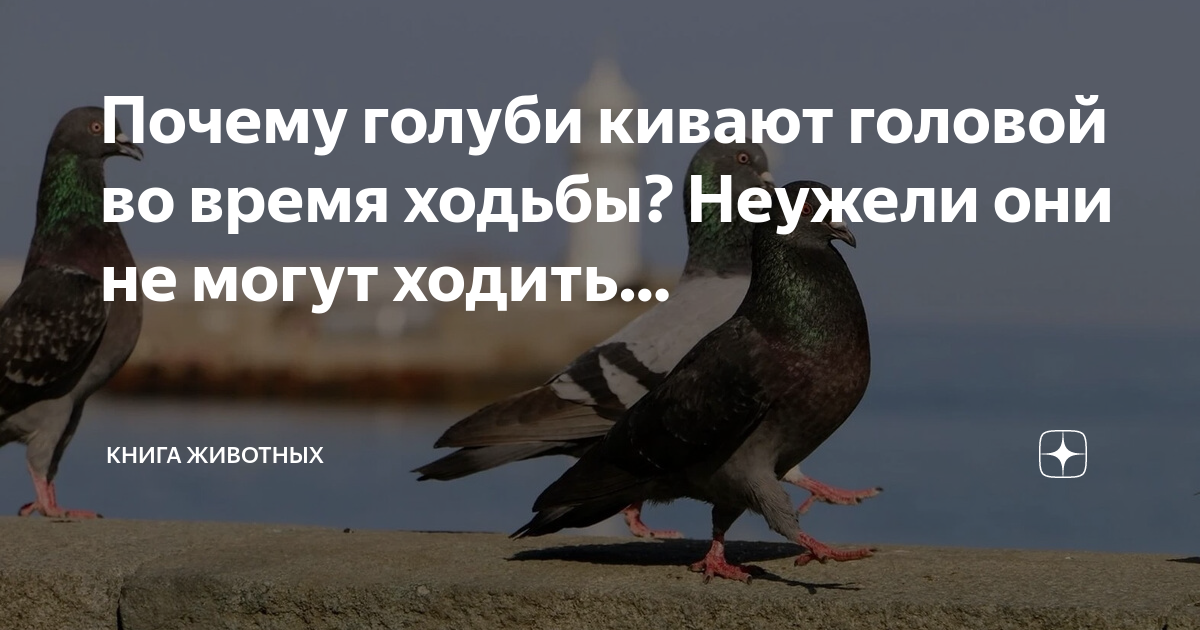 Почему голуби кивают головой при ходьбе. Почему голуби кивают головой при ходьбе. Голубь. Почему голуби кивают при ходьбе. Почему голуби качают головой.