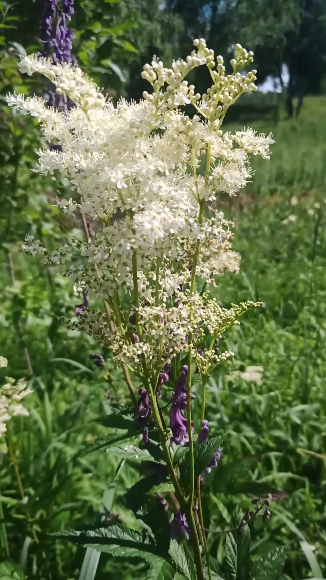 Белоголовник семена