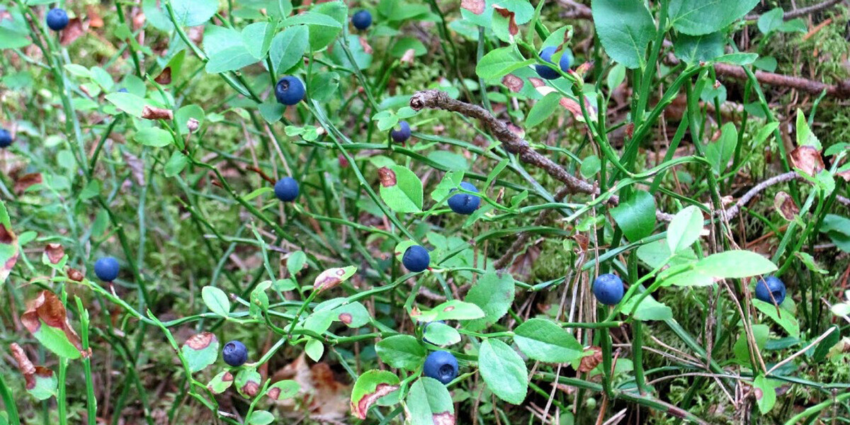 Черника. Черника миртолистная. Черника мева. Лесные ягоды черника. Vaccinium myrtillus черника ягоды.
