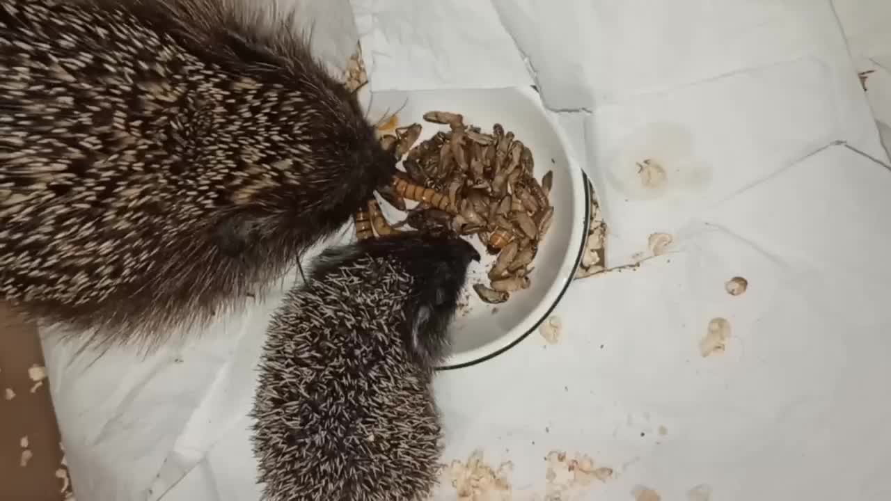 Хорьки практика ветеринарного врача. Хренобус ёж. Даурский еж с ежатами. Приём плат ежей игра слов. Ежик на даче.