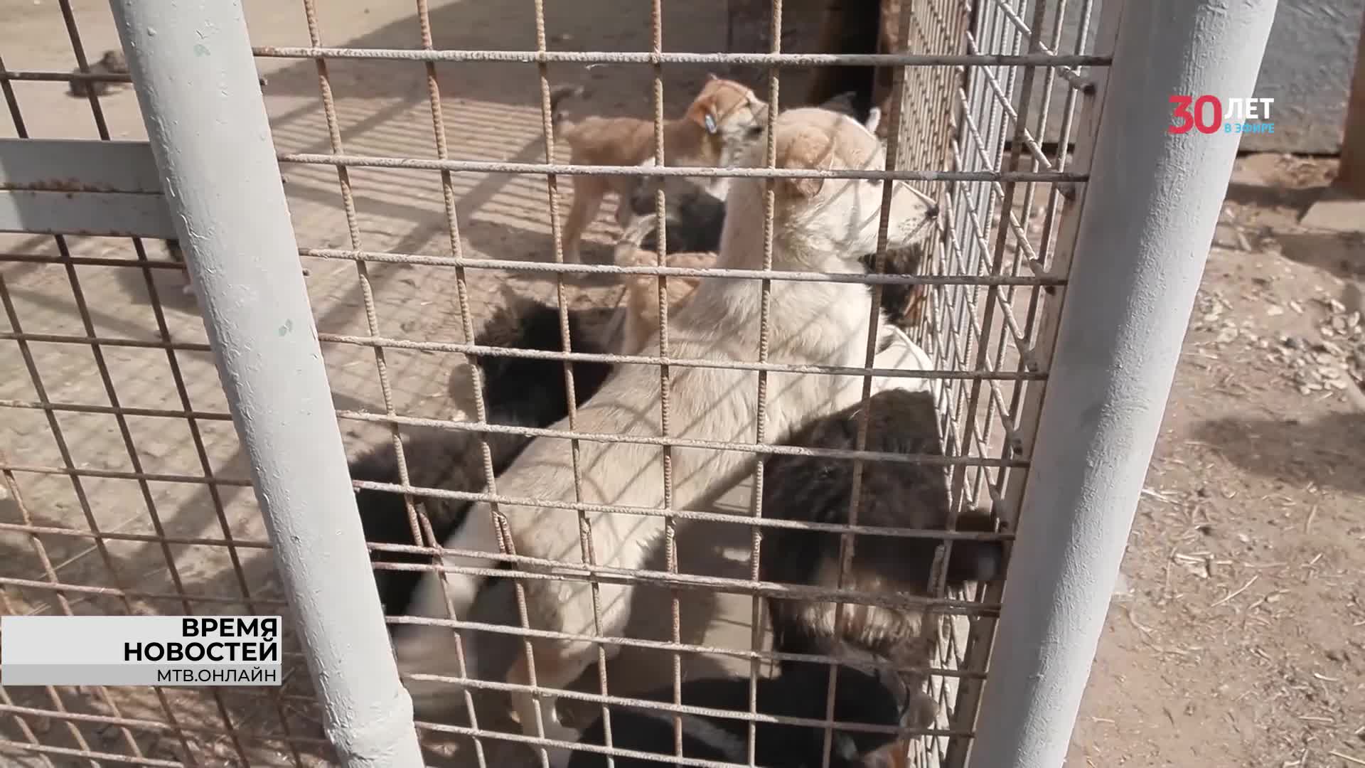 сайт мбу северное отлов. мбу северное собаки. сайт мбу северное отлов. приют для бездомных собак в черногорске хатико. мбу северный волгоград животные.