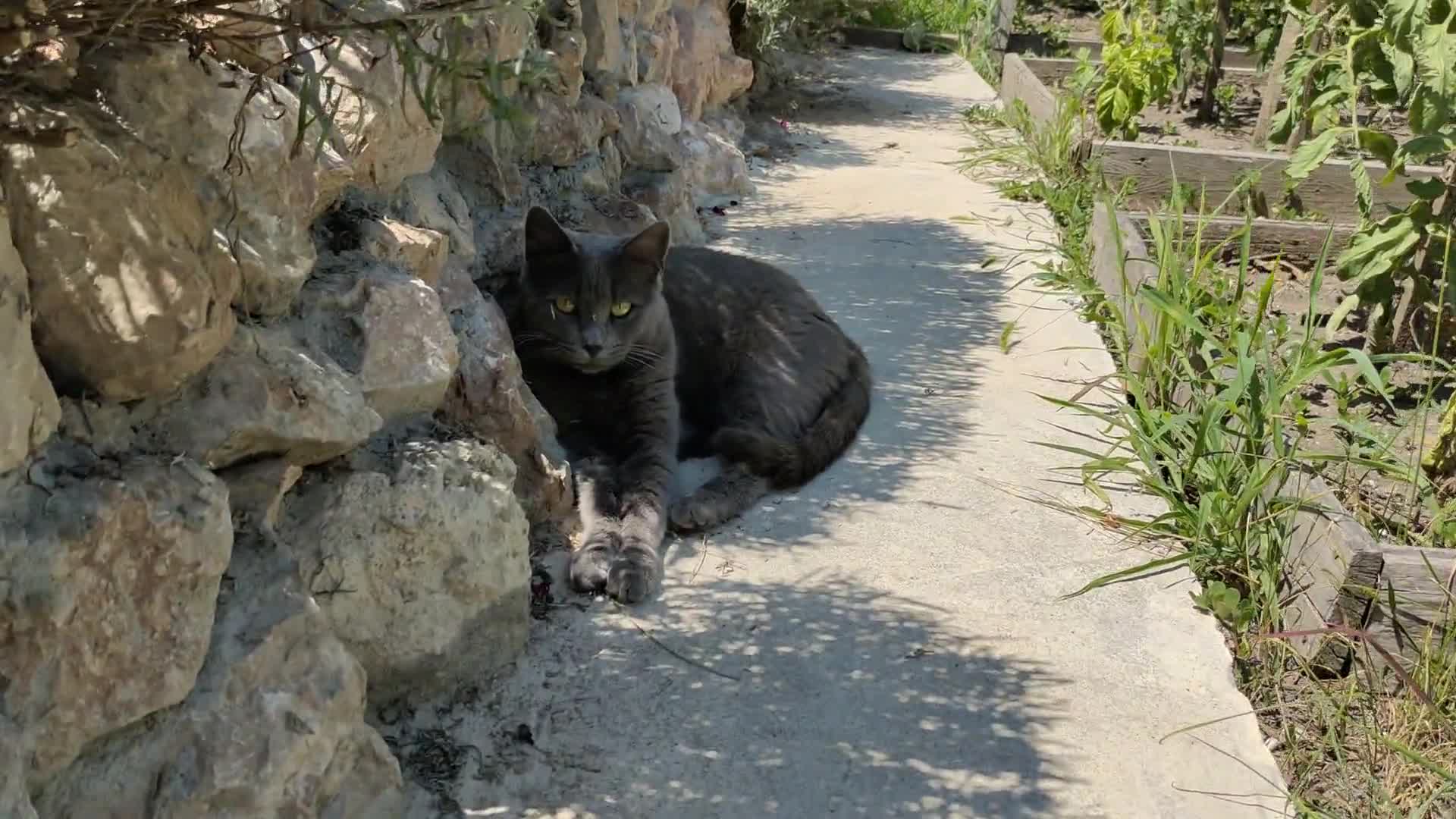 крымский карел дзен