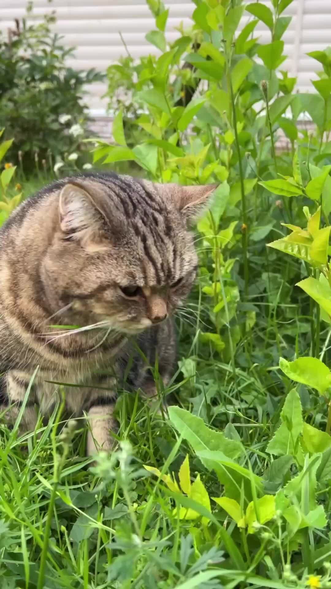 Котик Лео | без мужика/ с мужиком | Дзен