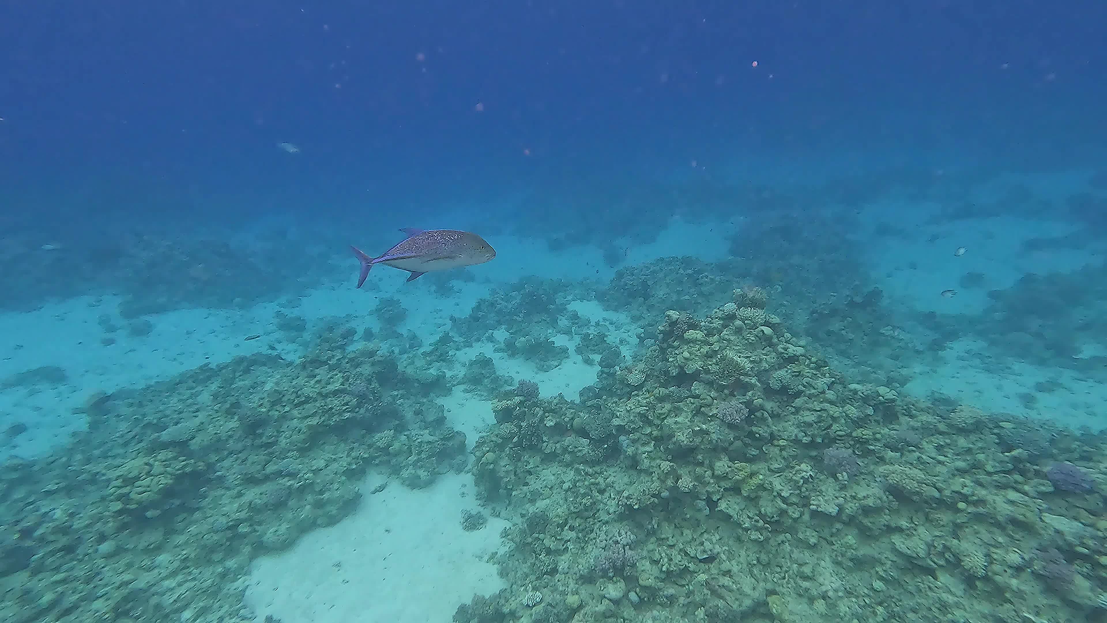 Красное море
