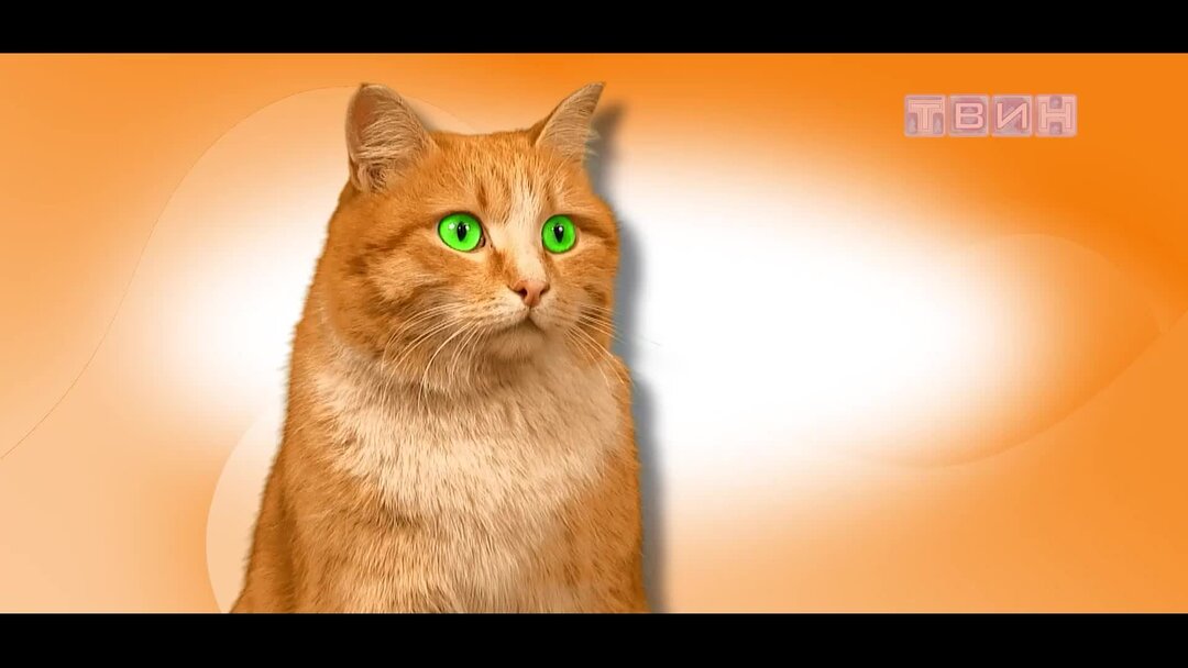 рыжий кот зеленогорск красноярского края