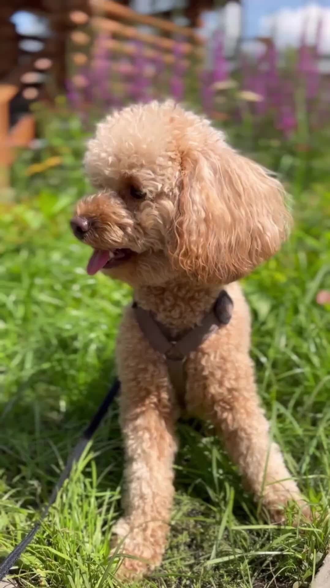 карликовый пудель мальтипу. корм для карликового пуделя. карликовый королевский пудель. той пудель черный. чистокровный королевский пудель.