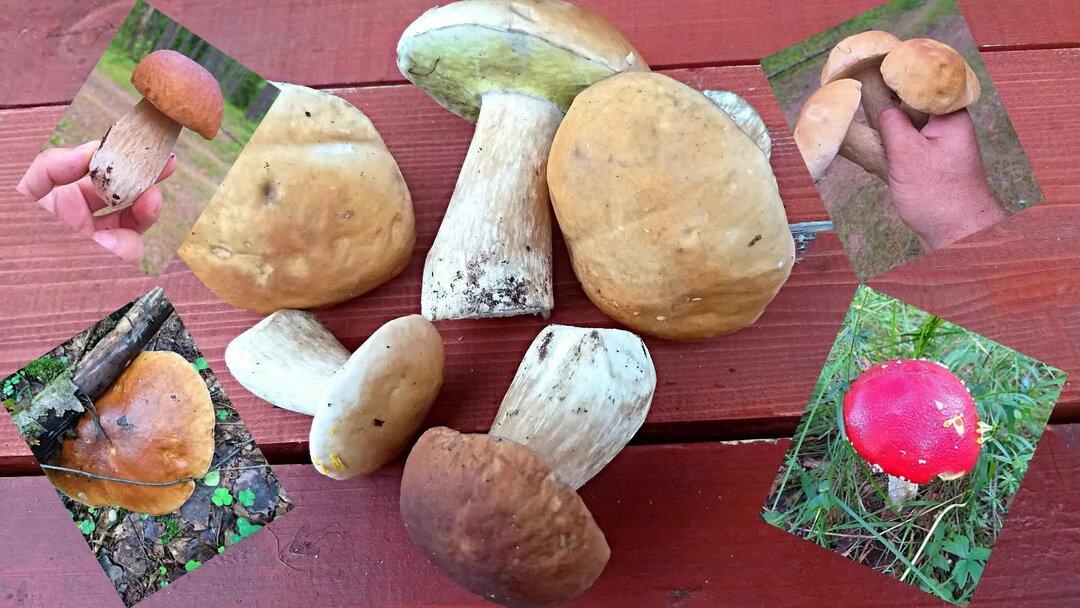 белый гриб.