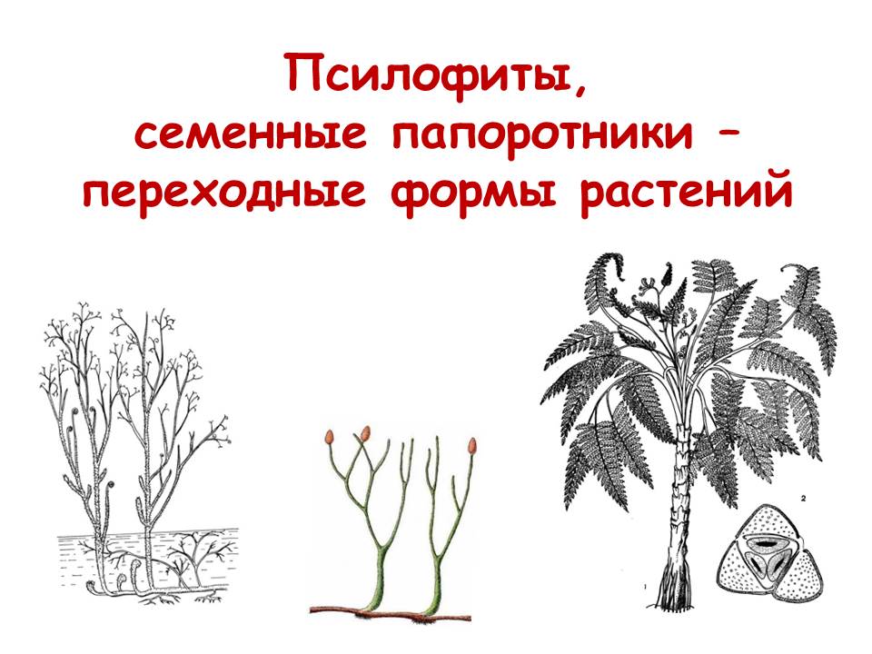 риниофиты семенные папоротники. семенные папоротники переходная форма егэ. палеозойские семенные папоротники. риниофиты семенные папоротники. переходные формы псилофиты.