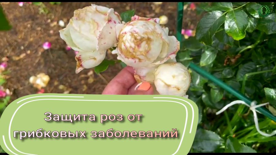 Питомник роз елены иващенко. Розы от Иващенко. Питомник растений Иващенко. Защитные розы.