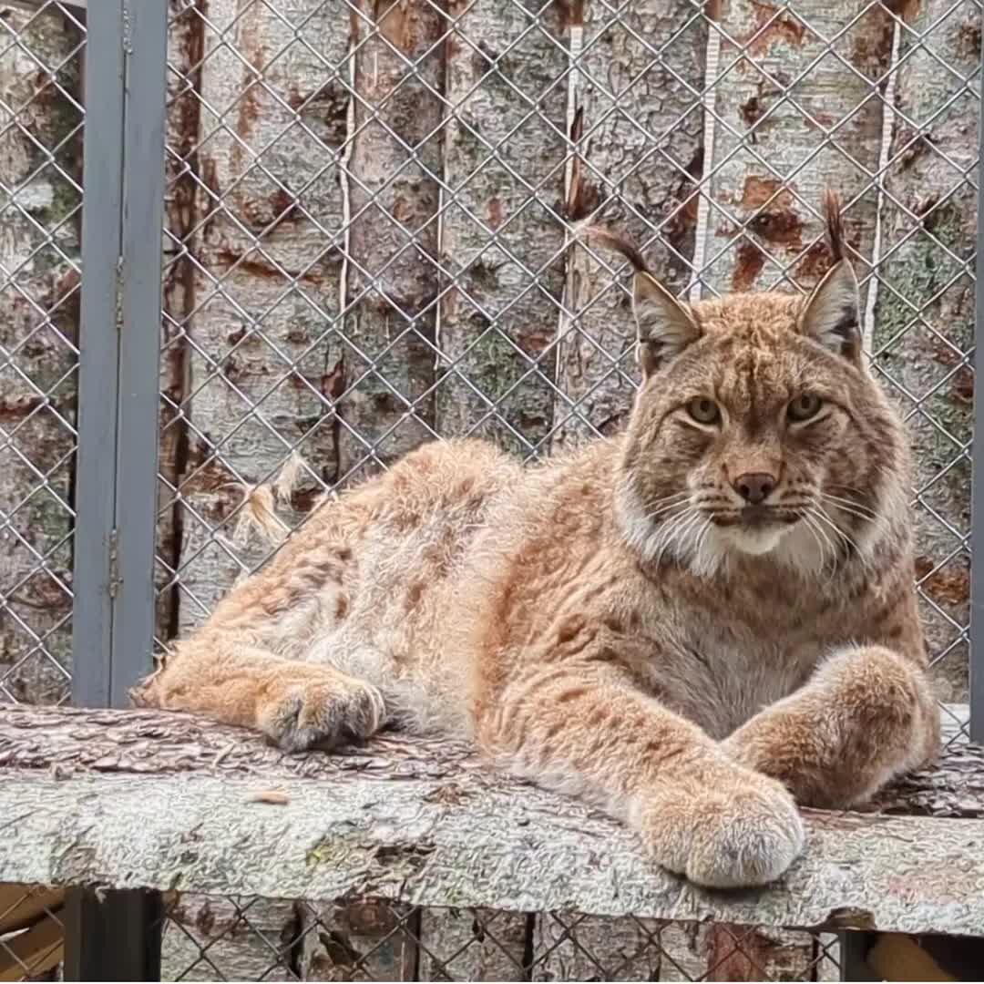 зоопарк южно сахалинска