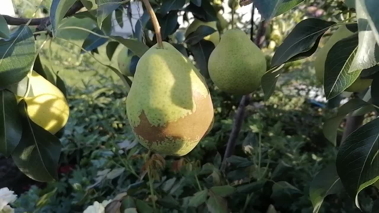 Груша молдова. Груша августовская роса. Груша сорта сокровище". Сорт груши сорт молдавская.