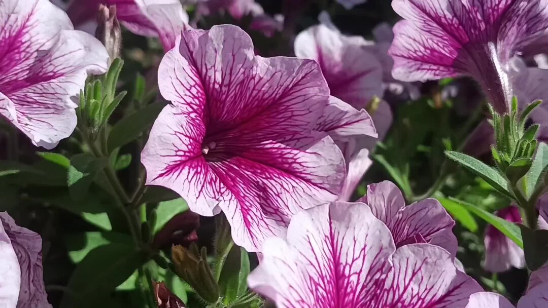 Петуния Petunia Prelude Violet Vein