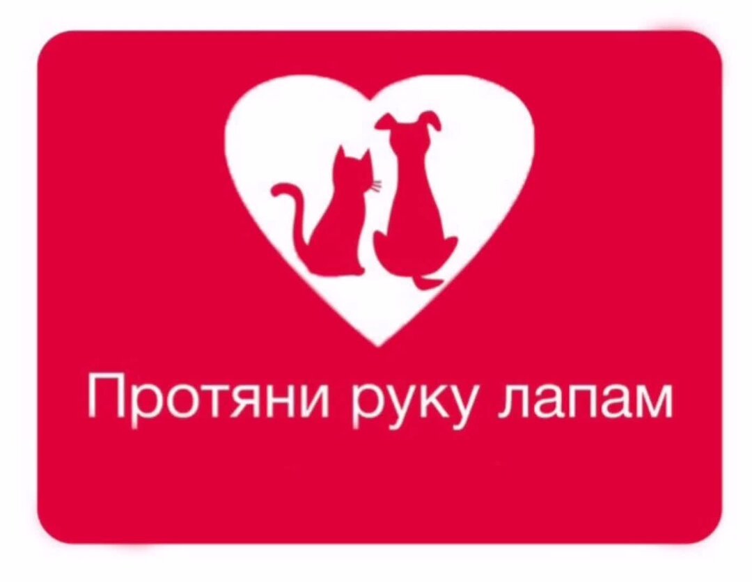 Отчет мой любимый хвостатый друг. Акция протяни руку лапам. Акция помощь бездомным животным. Благотворительность для животных. Акция помоги бездомным животным.