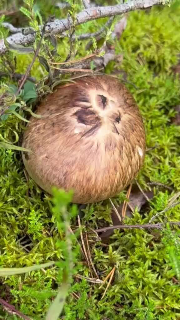 Грибы и их виды (Поющий грибник) | Роскошный гриб мацутакэ (Tricholoma ...