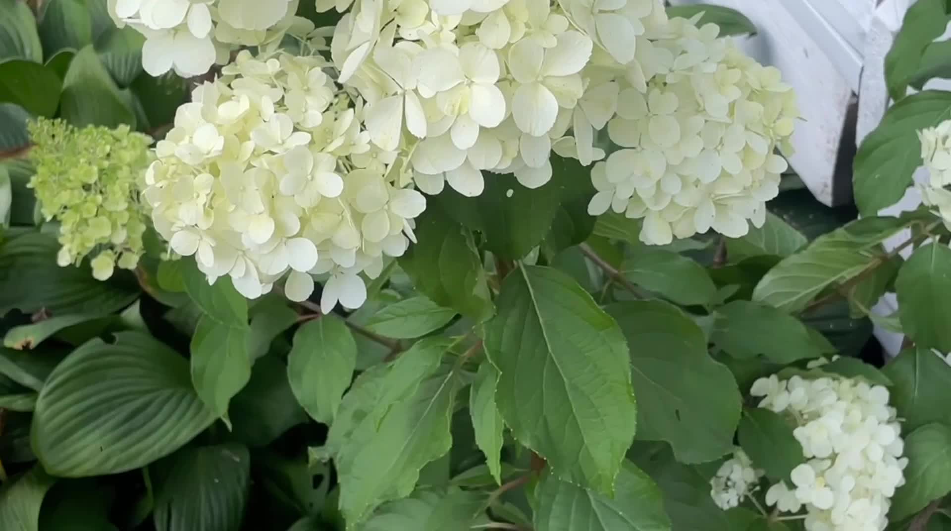 Купить Гортензия метельчатая Pinklight - Гортензия - GardenPlants
