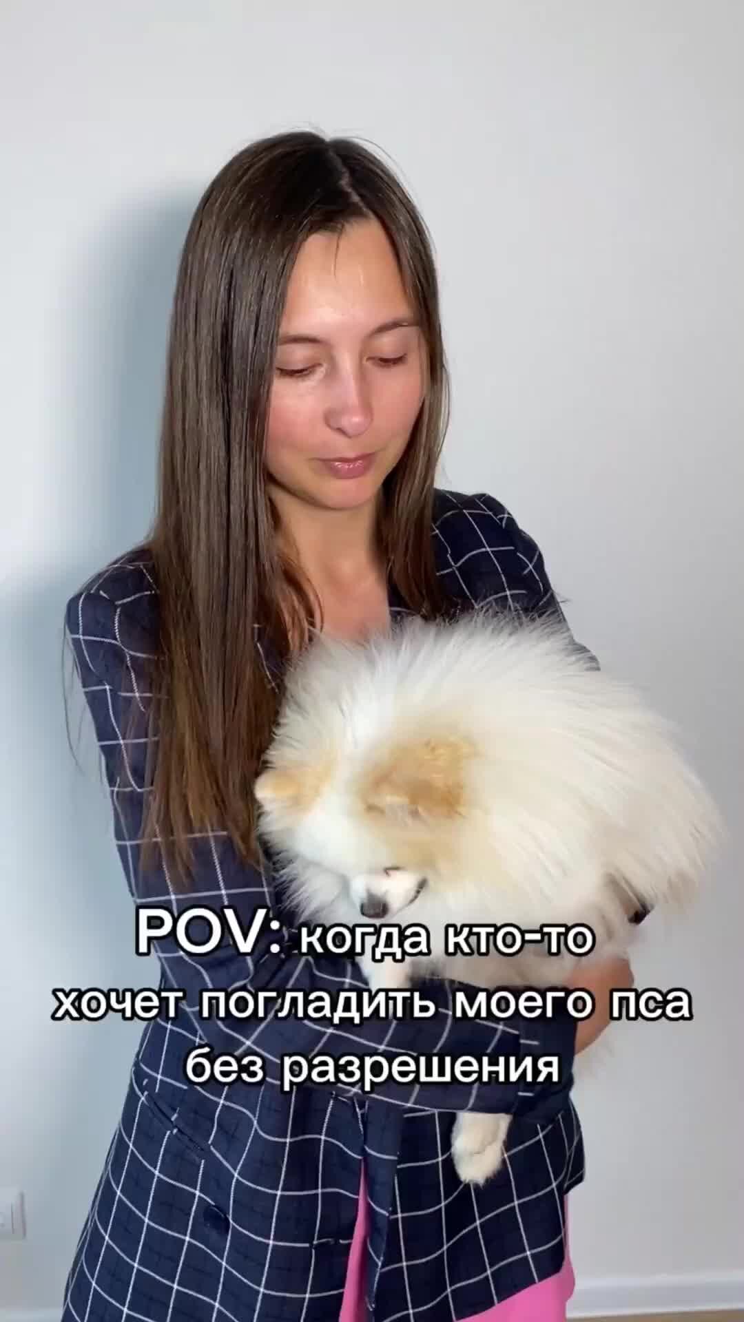 Шпициалист Мари и Шпиц Бонди | если моего пса гладят без спроса #бонди ...