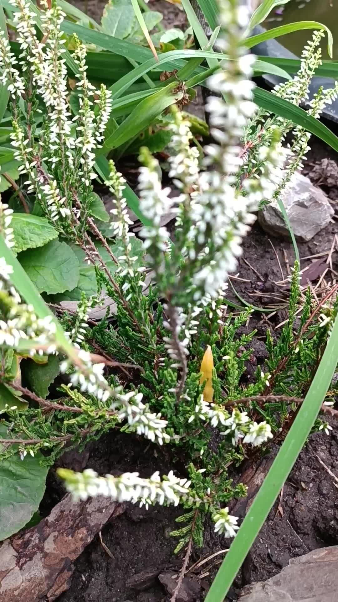 Calluna vulgaris Alicia