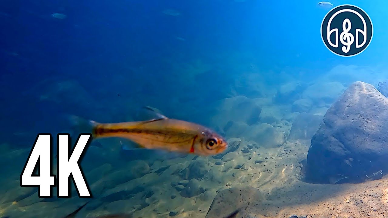 подводные звуки. звук в подводном мире. красивый фон для видео. девушка под водой в синем платье. подводные акустические каналы.