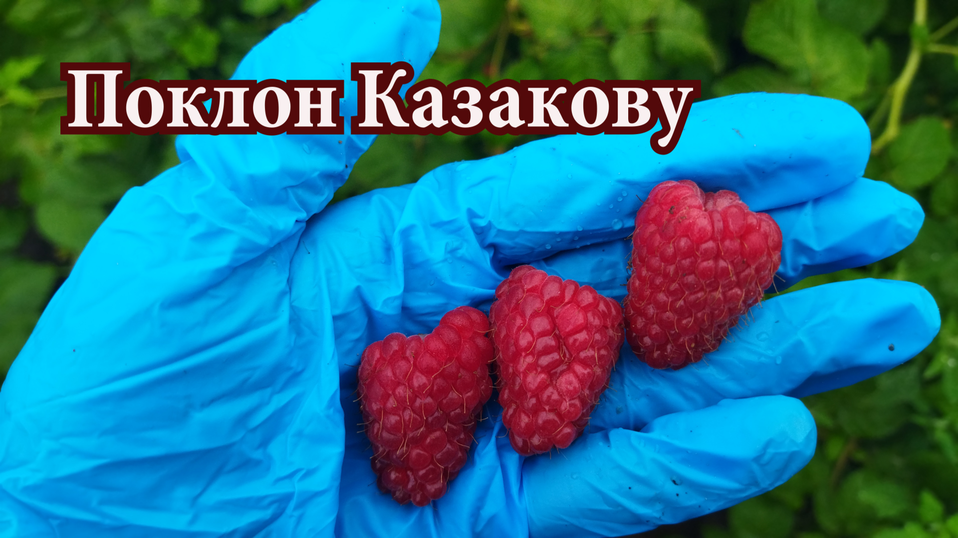 Малина поклон казакову. Сорт малины Тадмор. Тадмор малина описание сорта. Малина Тадмор крупноплодная. Малина Тадмор фото.