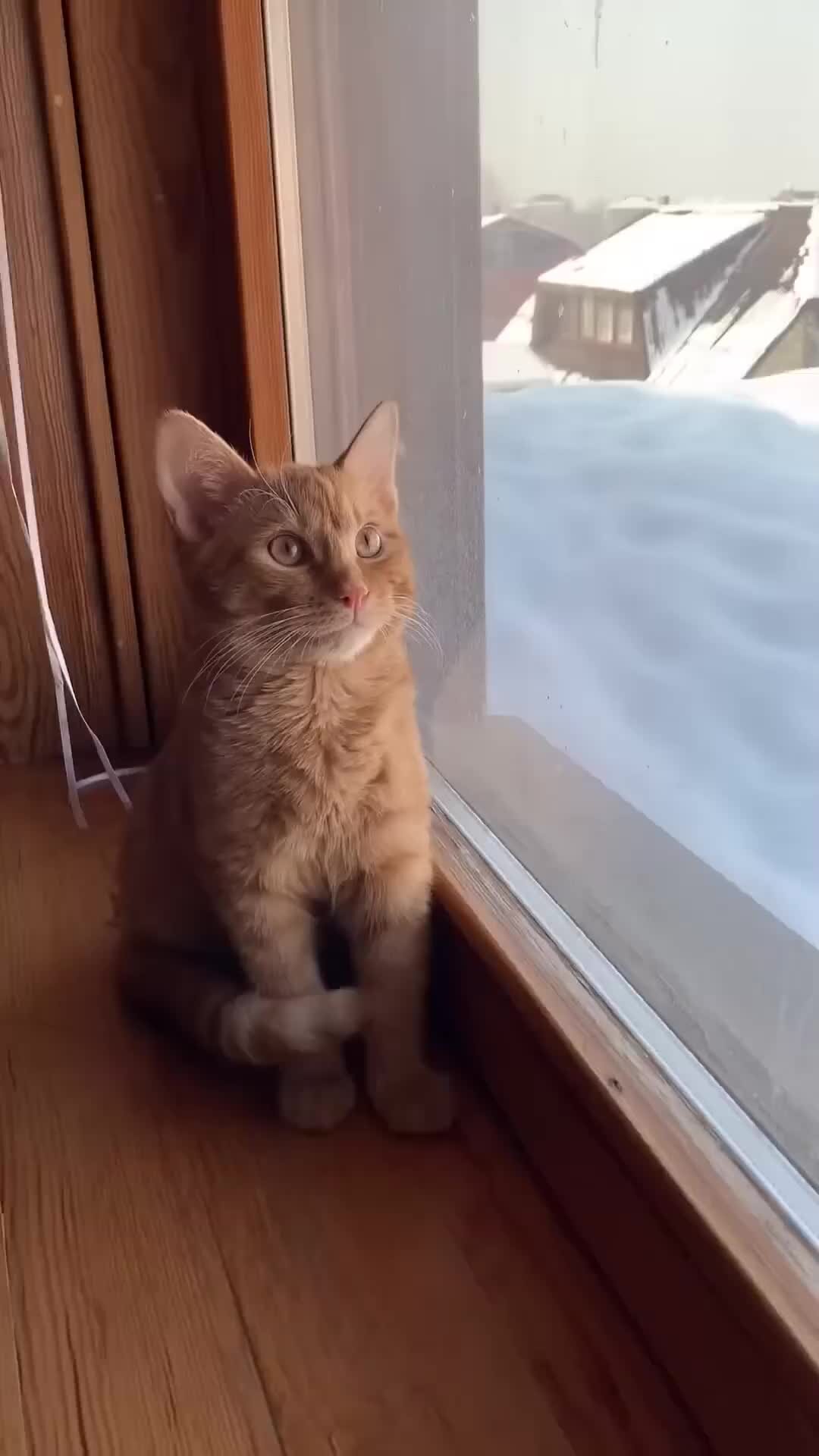 Кот симба младший