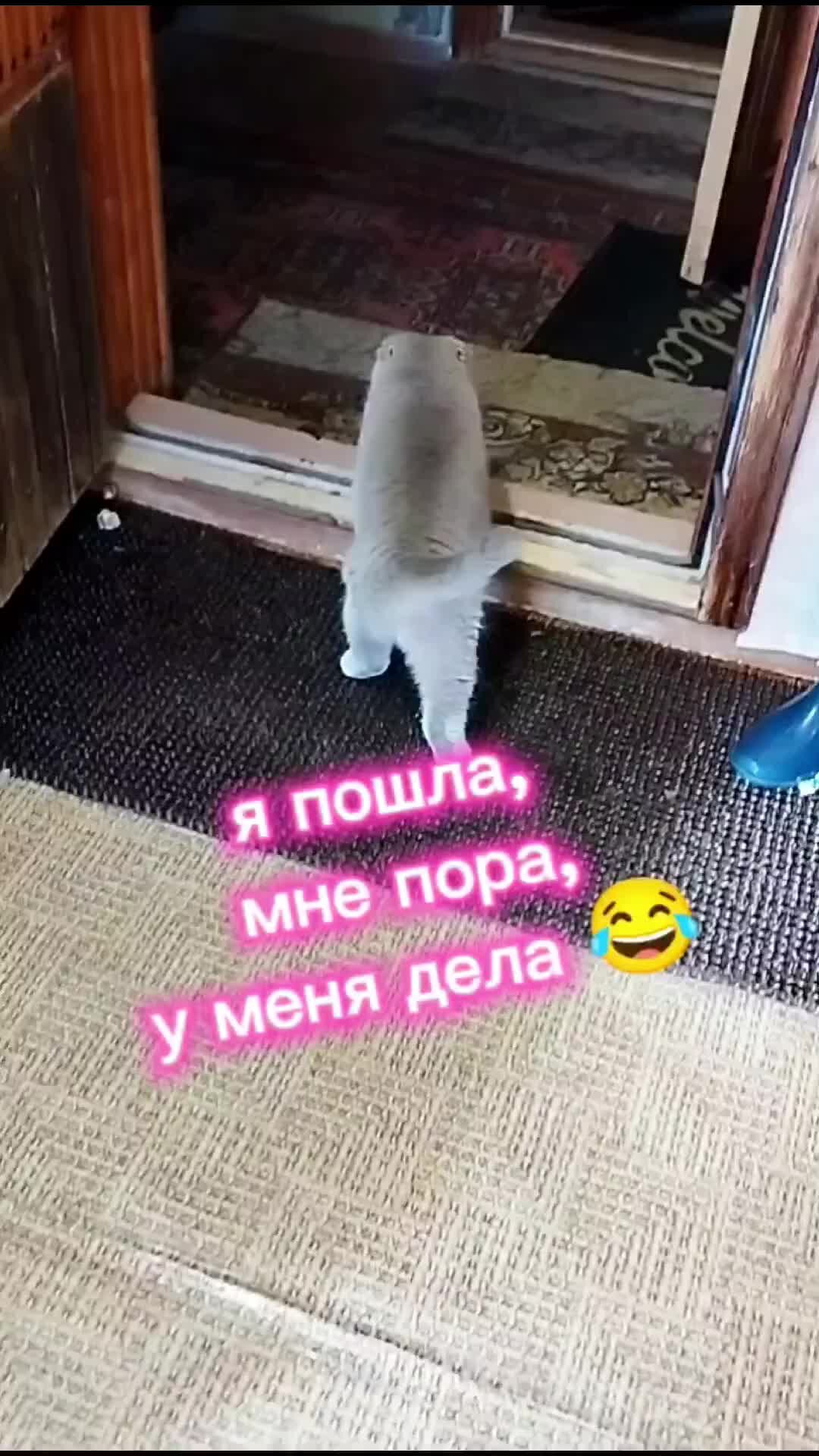 Соседка Муся😸 | У соседки Муси дела дома😂(Р. Литвинова. Можно я пойду  домой ) #юмориразвлечения#приколысживотными#ржунимагу#смехдослез | Дзен