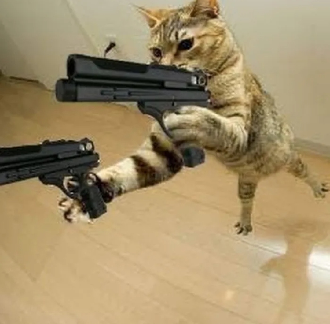 стрельба из кота. кот стреляет. стреляющий кот видео. автомат из кота. автомат кошатникова.