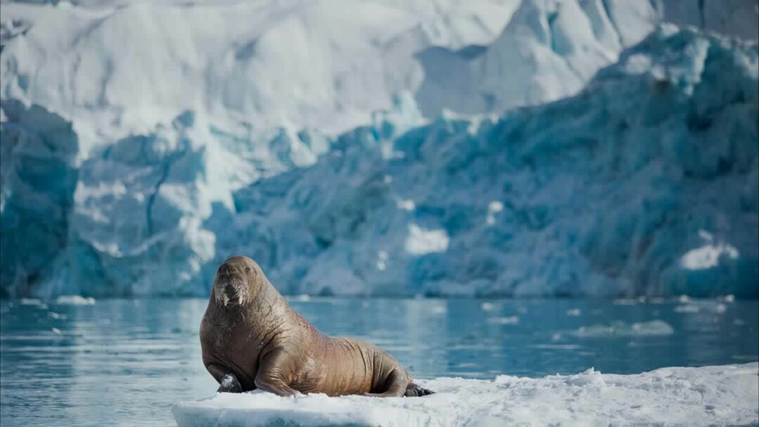 Морж в Арктике Арктика. Гренландский морж. Морж в Арктике. Морж арктической пустыни. Моржи в тундре
