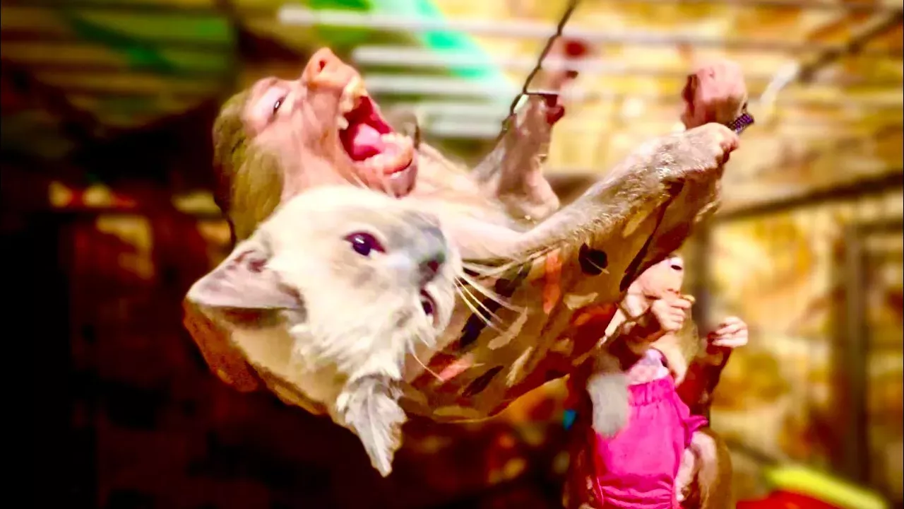 Обезьянка люся из тайгана последнее видео. Тайган люся гамадрил степка и маня последние новости на сегодня. Shorts живи степка живи. Shorts живи степка живи. Покажи гамадрил люся живи степа живи.