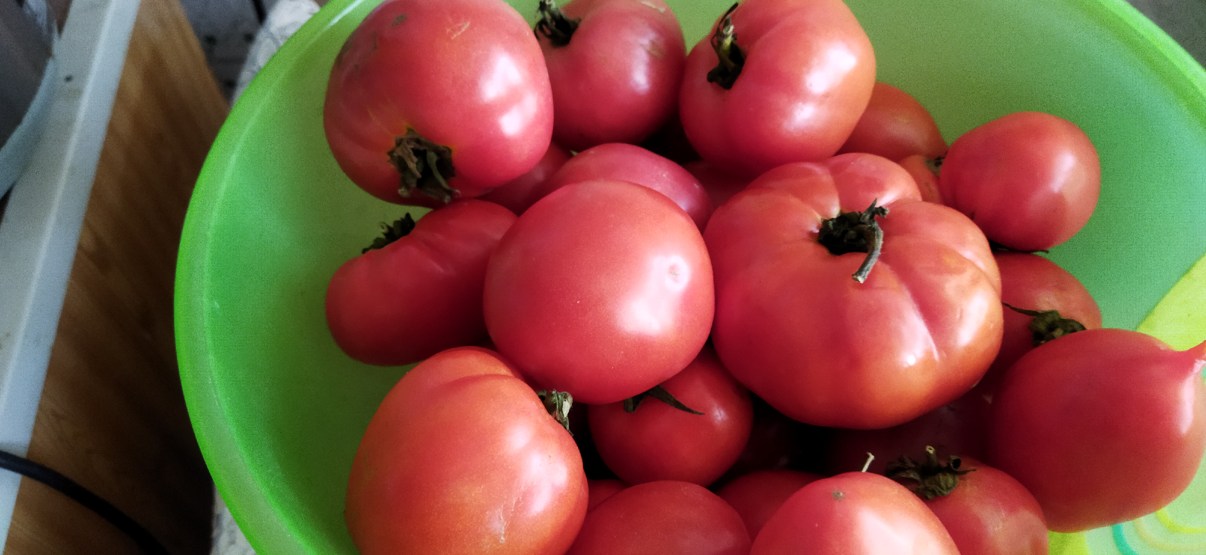 выставка урожая оформление. мутации томатов. гибриды томатов для теплиц. мишка косолапый сорт томатов. томат клубника миссис.