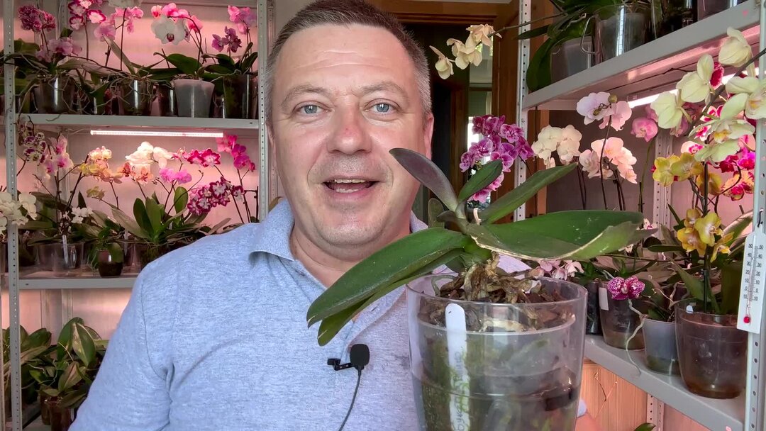 орхидеи горячевский. орхидея обрезать цветонос. корни орхидей горячевский. цветоносы орхидеи срезать. корни орхидей горячевский.