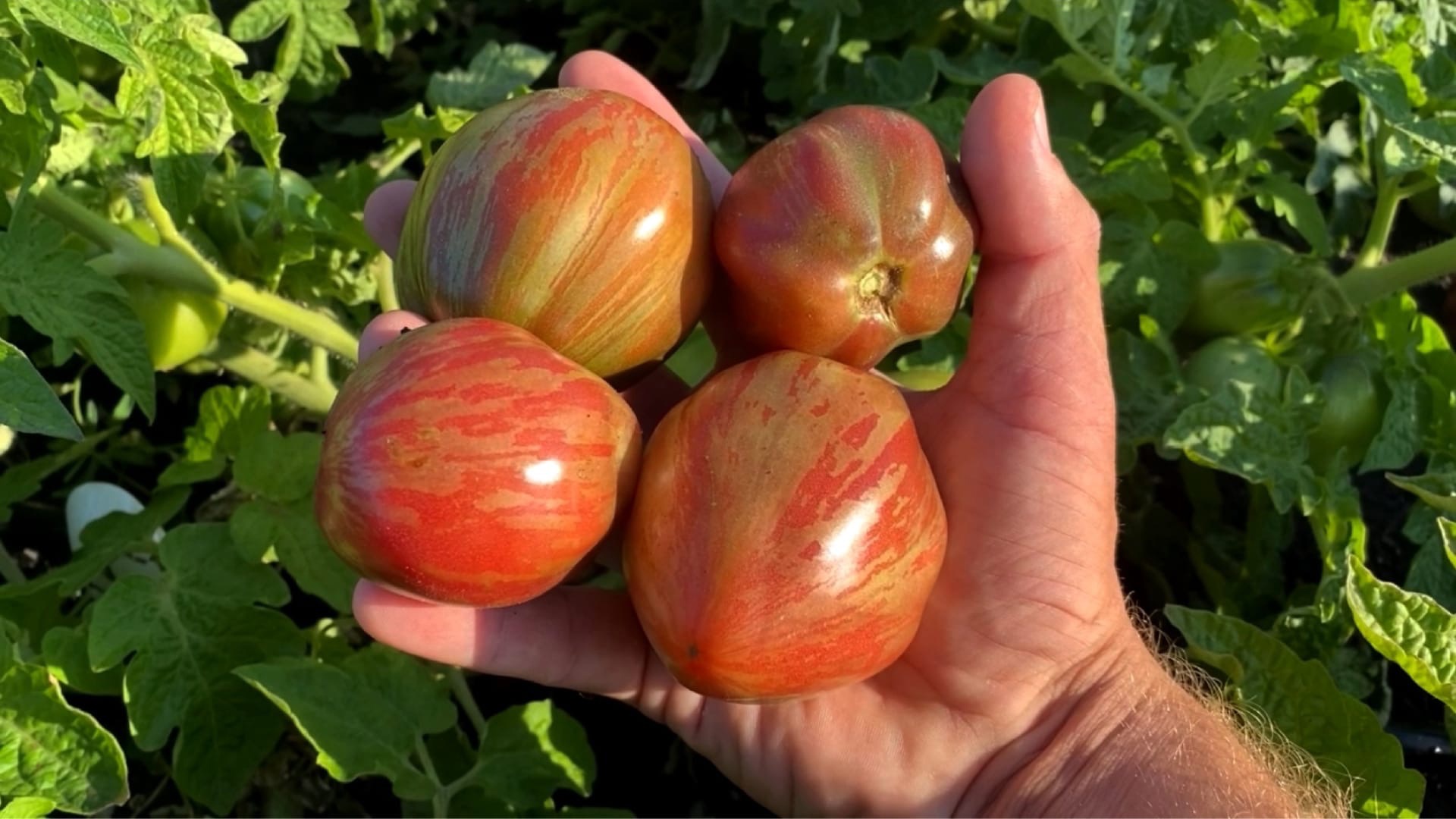 Томат гном золотой цыган. Ролуаз томат сорт. Гном грааль (dwarf grail). Гном грааль (dwarf grail). Томат гном грааль (grail ).