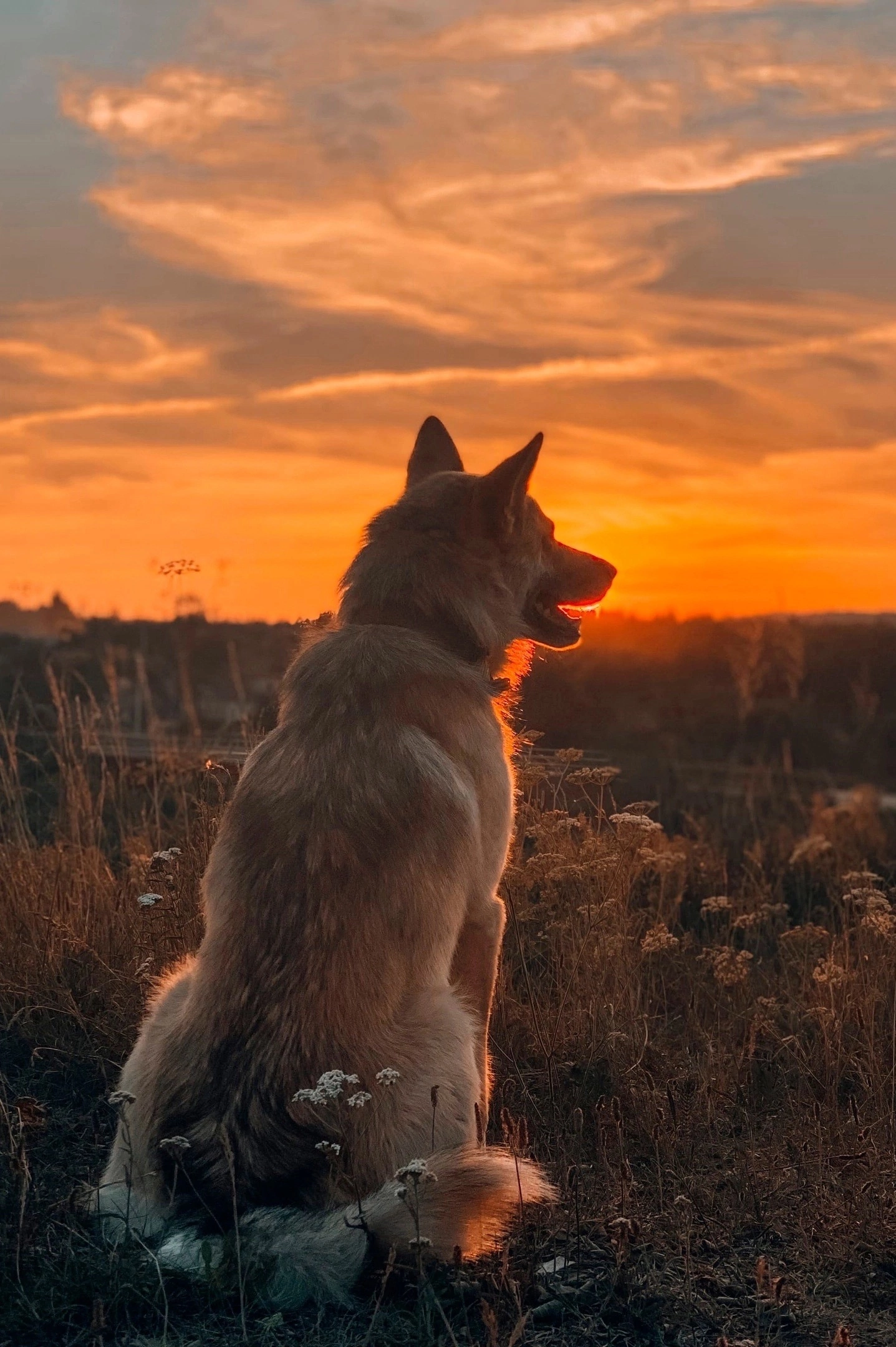 Пес любуясь волшебством. Северное сияние люди. Девушка северное сияние арт. Волк фэнтези. Собака на закате.