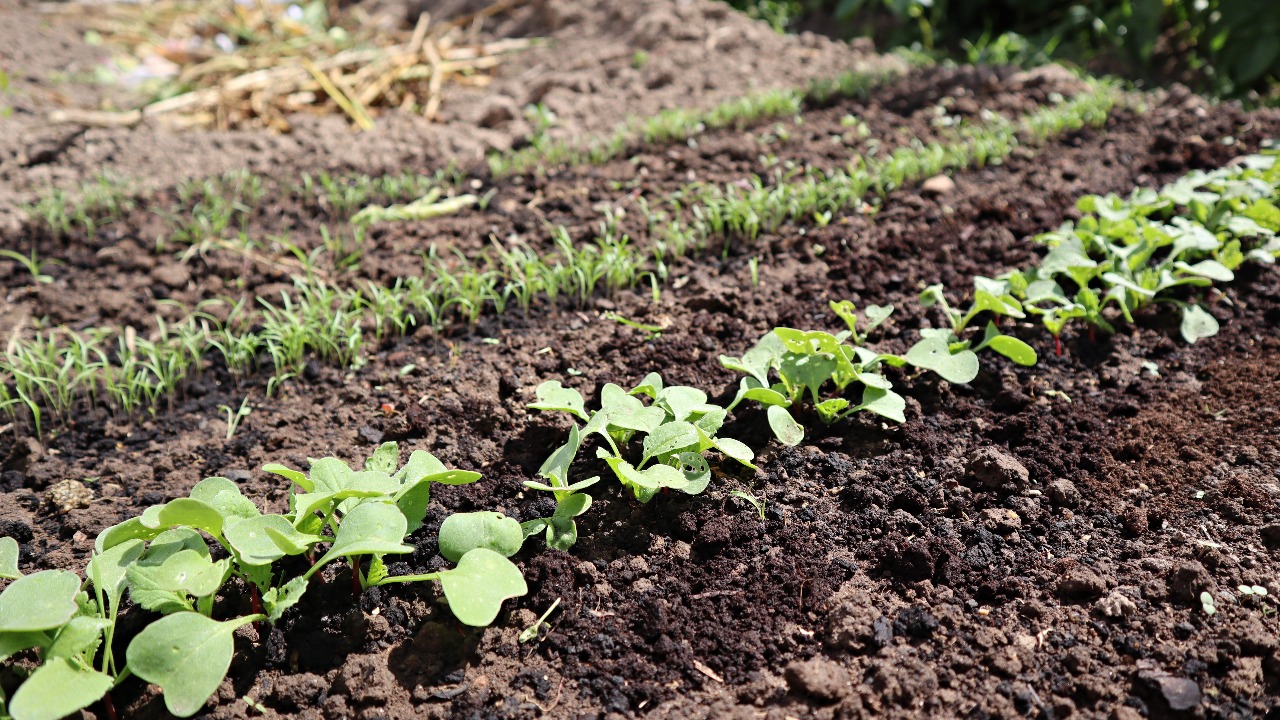 Рассада земляники. Пересаживание клубники в августе. Посадка виктории в августе усами. Посев в августе. Посев в августе.