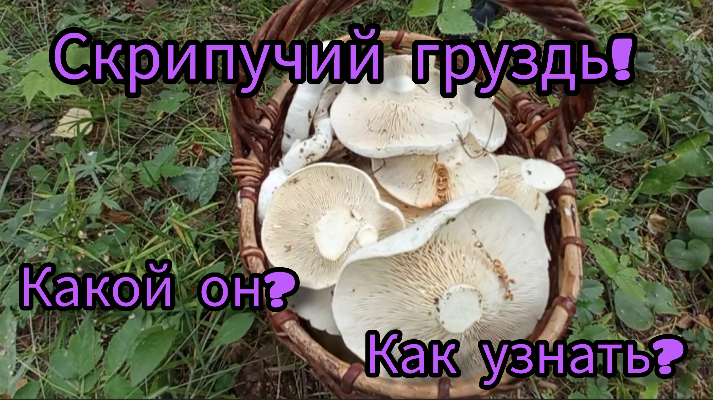 Гриб скрипун фото и описание как готовить Что такое скрипица фото - Arhids.ru