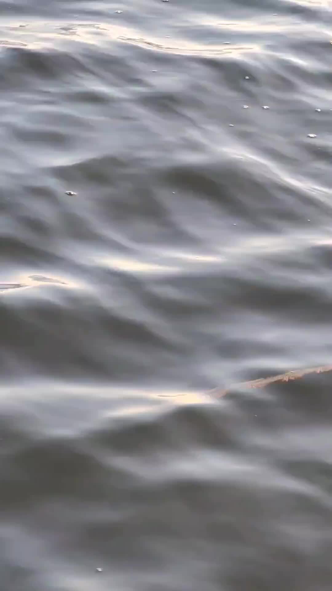 Наука путешествовать | Казалось бы, такое красивое название - нереида ...