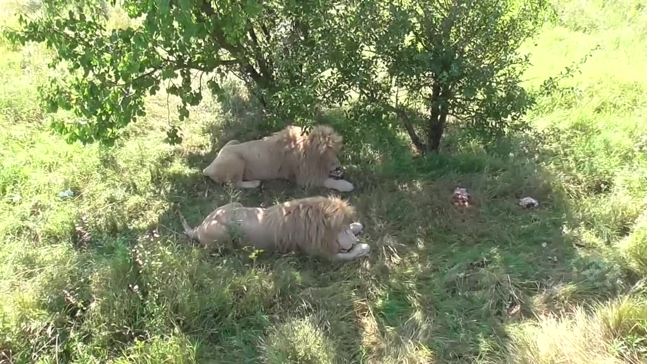 Могучая троица