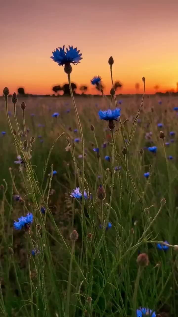 Хипстерские цветы