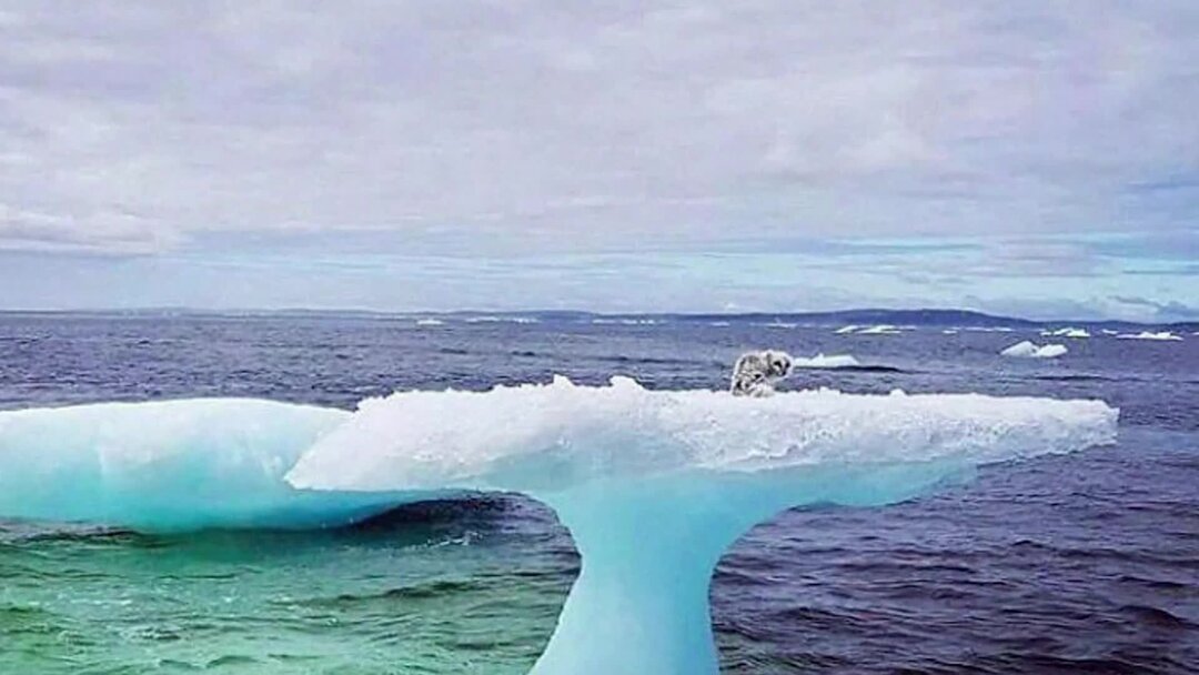 Something unusual. Тюлень на айсберге. Морской котик на айсберге. Льдина посреди океана. Тюлень в воде на айсберге.
