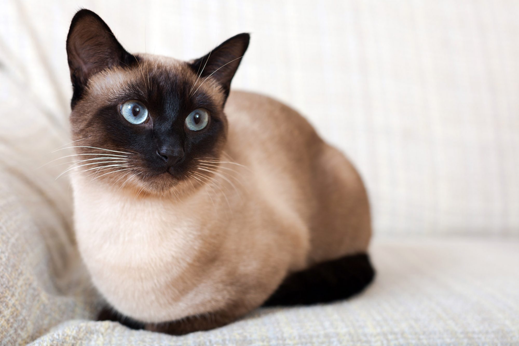 Siamese cat. Сиамская кошка. Кот сиамской породы. Сиам кошка Сиамская. Сиамский кот чистокровный.