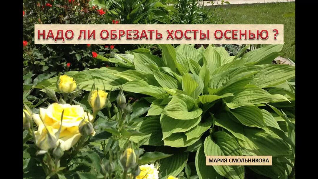 Надо ли обрезать хосту на зиму. Хоста осенью. Надо ли обрезать хосту на зиму. Хосты подготовка к зиме. Хоста осенью.