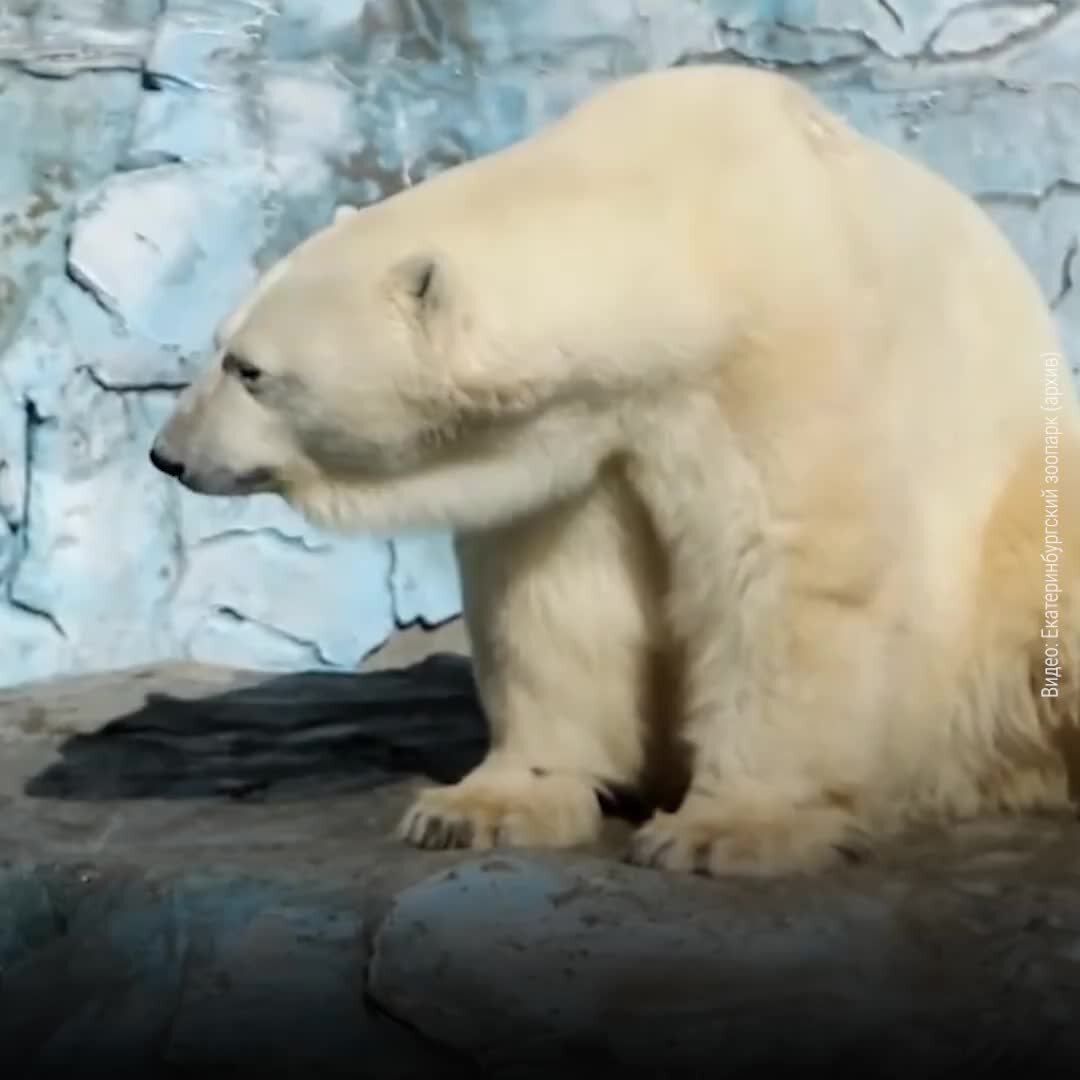 белые медведи бегут за камазом видео