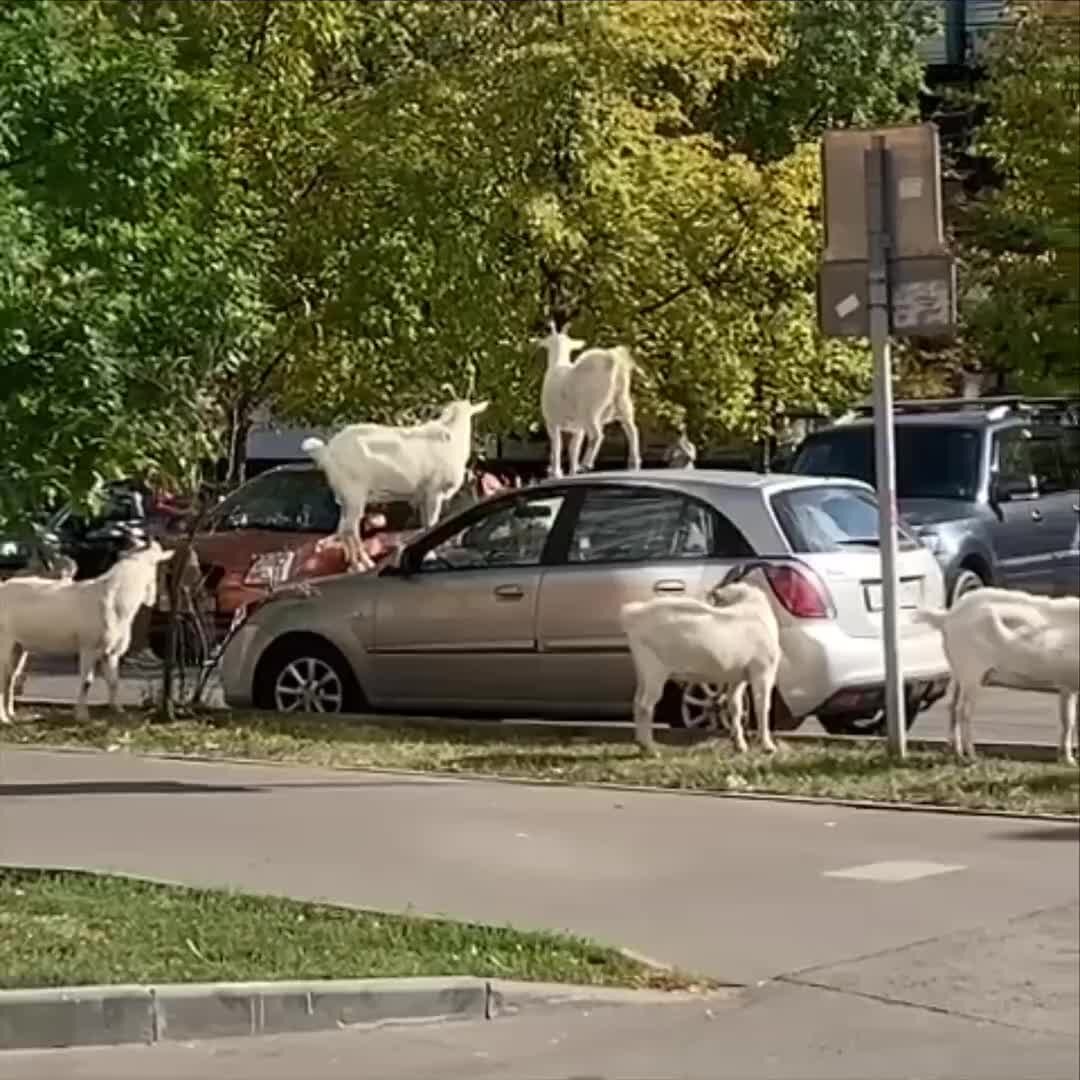 Козы в Бутово на машине