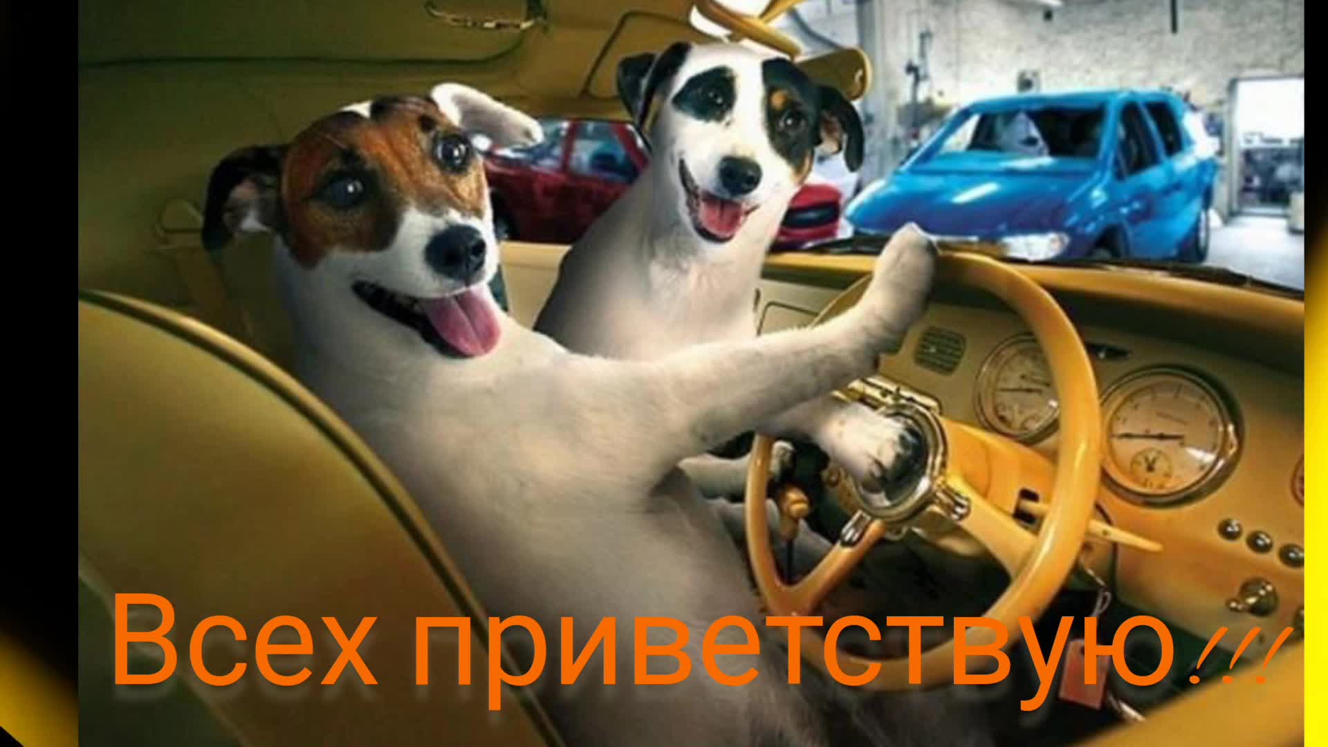 Собака за рулем