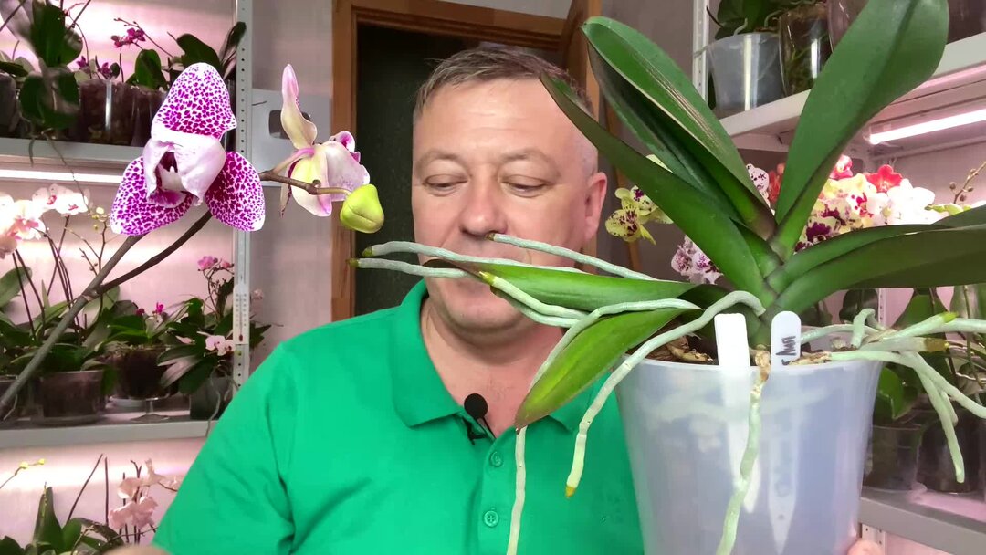 корни орхидей горячевский. корни орхидеи. корни орхидей горячевский.