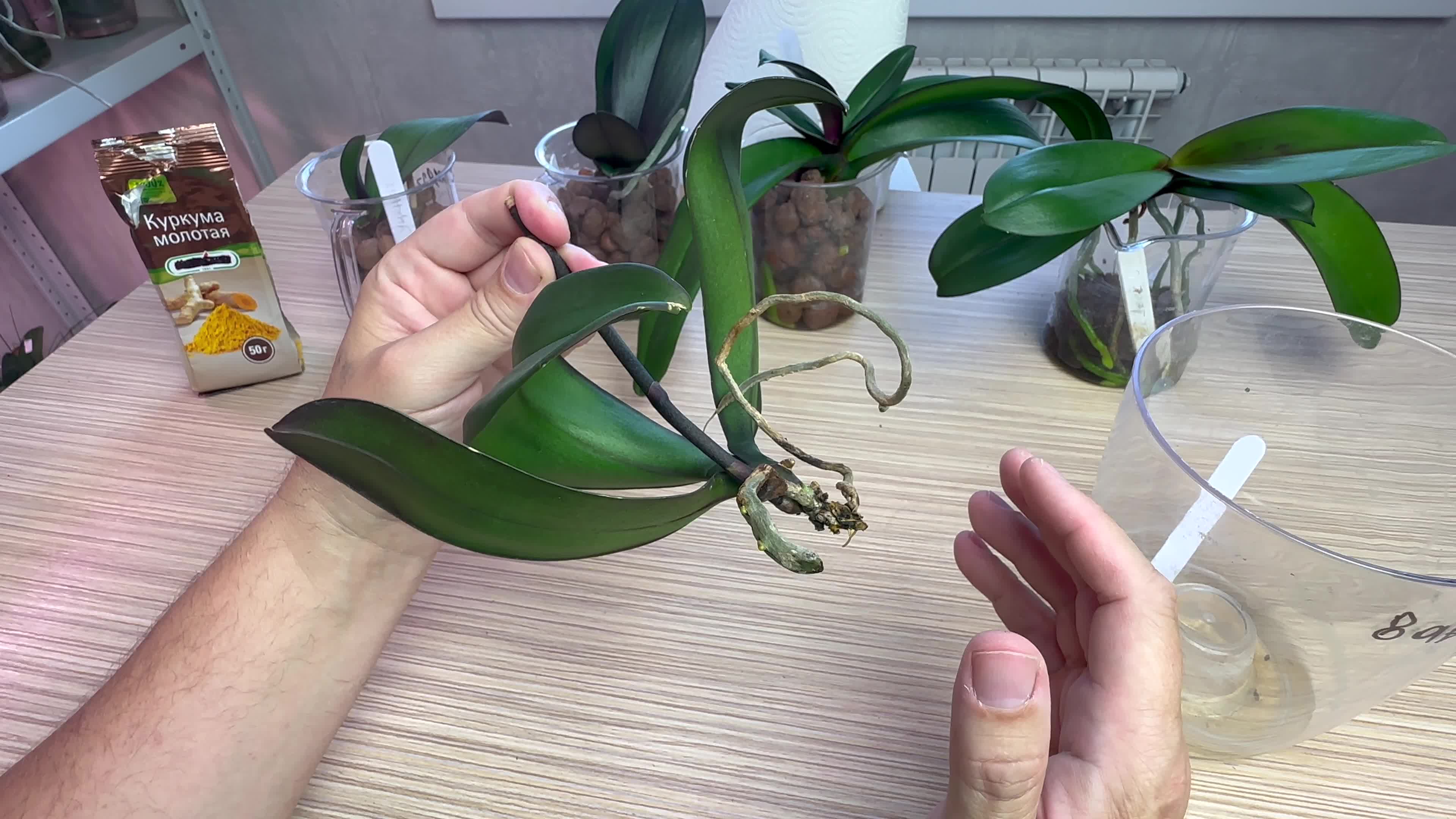 корни орхидей горячевский