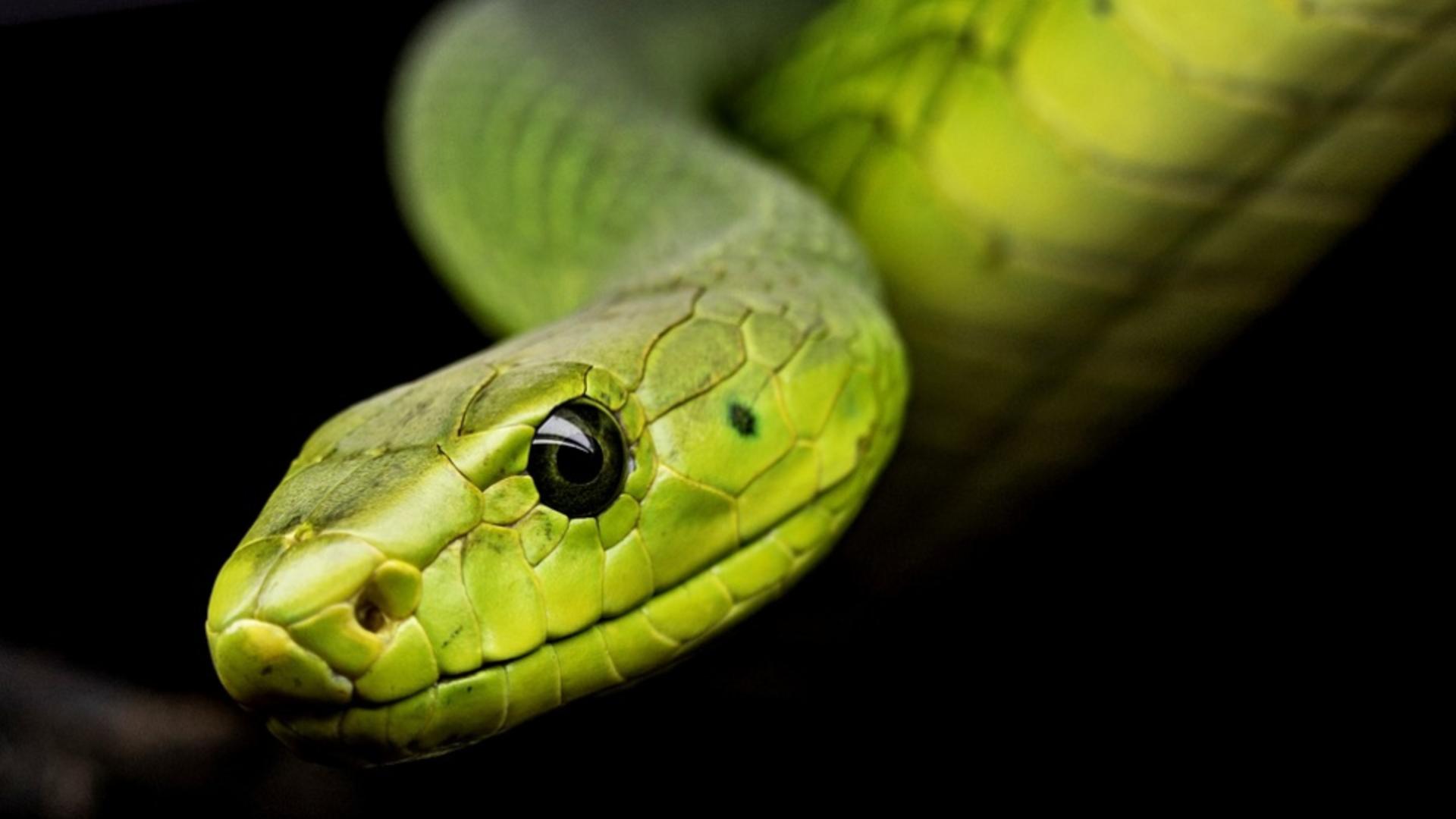 змея фото. животные змеи видео. самая безопасная змея. питон змея. питон это рептилия.