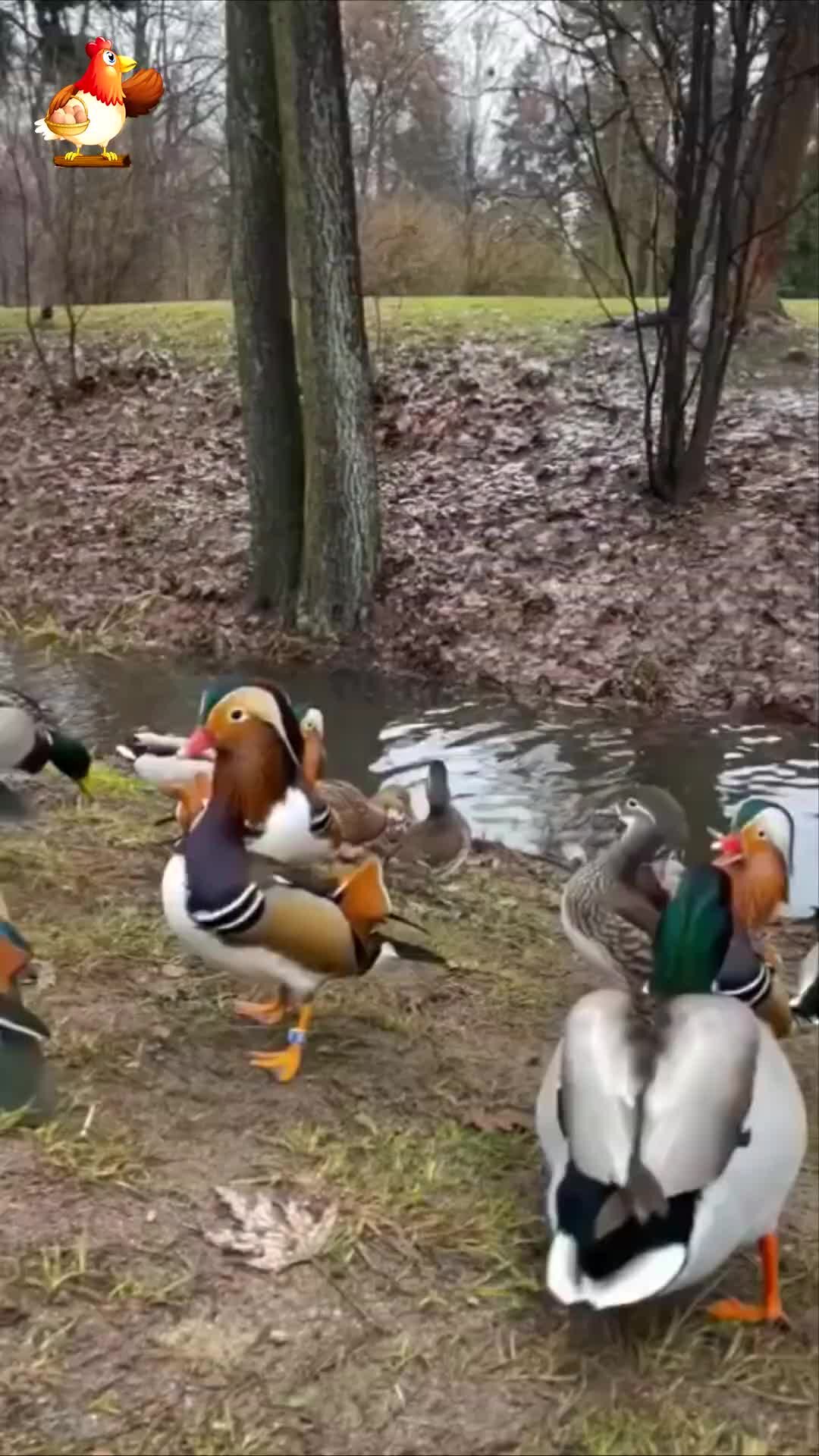 Самая красивая утка