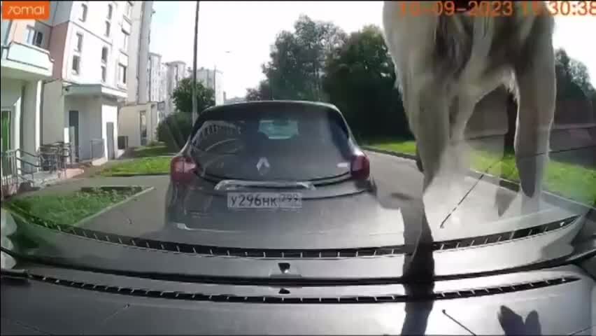 Козы на машине Южное Бутово